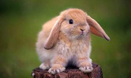 Urechea urechii la simptomele iepurilor, prevenirea și tratamentul la domiciliu (foto și video)