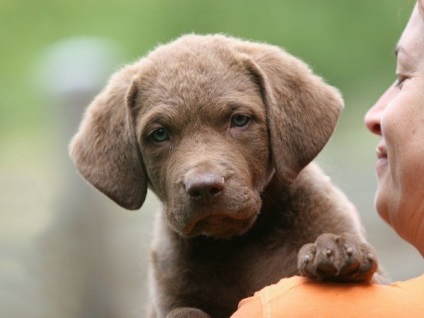 Îngrijirea și întreținerea Chesapeake Bay Retriever