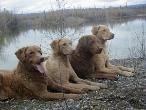 Îngrijirea și întreținerea Chesapeake Bay Retriever