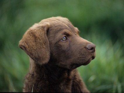 Îngrijirea și întreținerea Chesapeake Bay Retriever