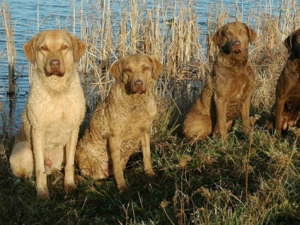 Îngrijirea și întreținerea Chesapeake Bay Retriever