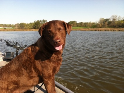 Îngrijirea și întreținerea Chesapeake Bay Retriever