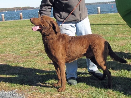 Îngrijirea și întreținerea Chesapeake Bay Retriever