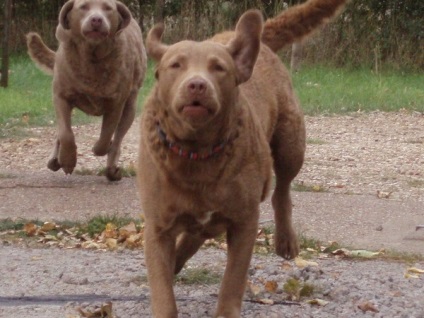 Îngrijirea și întreținerea Chesapeake Bay Retriever