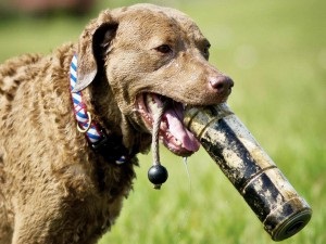 Îngrijirea și întreținerea Chesapeake Bay Retriever