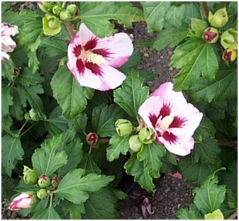 A hibiszkusz gondozása szíriai vagy szíriai rózsával