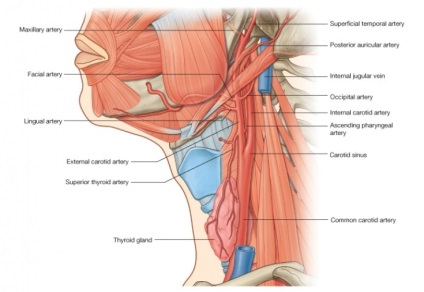 Nodulii tiroidieni metode de diagnostic și tratament