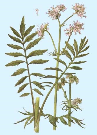 Valerian officinalis