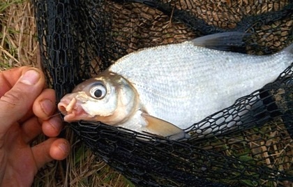 Ce este pescuitul folosit pentru capturarea gândacilor de bas?