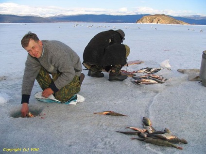 Pescuitul de primăvară pentru pescuitul albului în lac este un pescuit baikal în Rusia și în întreaga lume