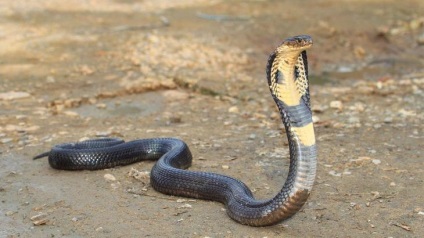 Tipuri de șerpi și numele lor cu o fotografie