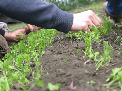 Cultivarea și îngrijirea morcovilor pe terenul deschis din țară