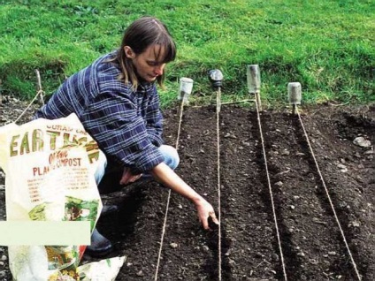 Cultivarea și îngrijirea morcovilor pe terenul deschis din țară