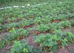 Căpșuni în creștere în aer liber