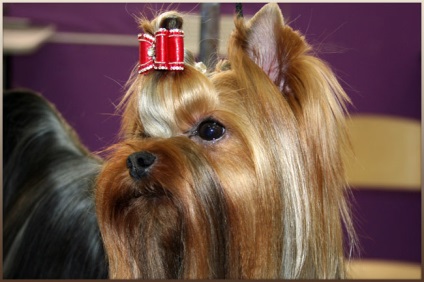 Expoziție care îngrijorează Yorkshire terrier de la Anna Babaeva