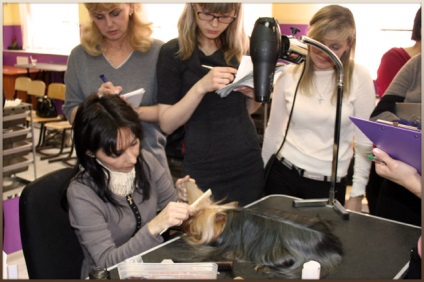 Expoziție care îngrijorează Yorkshire terrier de la Anna Babaeva