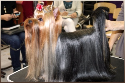 Expoziție care îngrijorează Yorkshire terrier de la Anna Babaeva