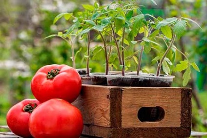 Dăunători de roșii (tomate) - cum să se ocupe de acestea
