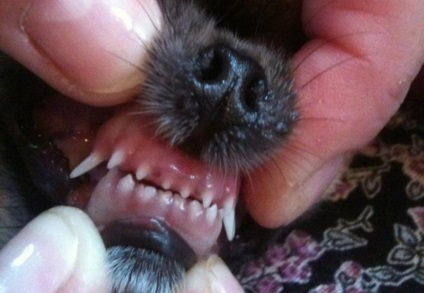 Tot ce trebuie să știți despre dinții chihuahua, dinții chihuahua