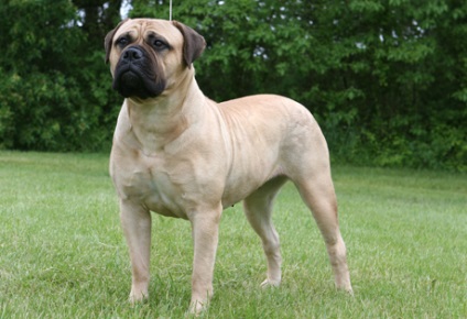 Totul despre animale - bullmastiff, totul despre animale