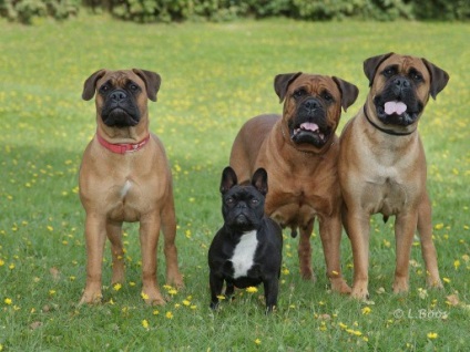 Totul despre animale - bullmastiff, totul despre animale