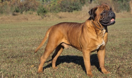 Totul despre animale - bullmastiff, totul despre animale