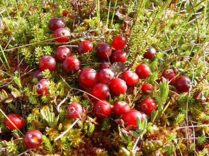 Cranberries de berry sunt utile, proprietăți medicinale și contraindicații