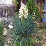 Yucca plantare și îngrijire la domiciliu