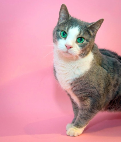 Blocat timp de 13 ani în pod, pisica a găsit dintr-o dată o familie iubitoare