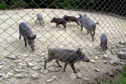 Turism verde în patul de vară al Carpatilor pentru începători