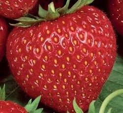 Descrierea descrierii de strawberry Diamond, plantare si ingrijire, recenzii
