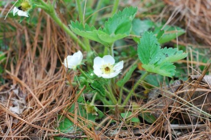 Descrierea descrierii de strawberry Diamond, plantare si ingrijire, recenzii