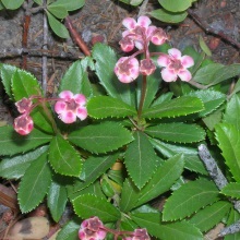 Zymolyubka umbelliferous - plante medicinale