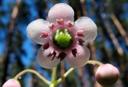 Wintergreen (ernyőfű) leírása és gyógynövény tulajdonságai, fotó