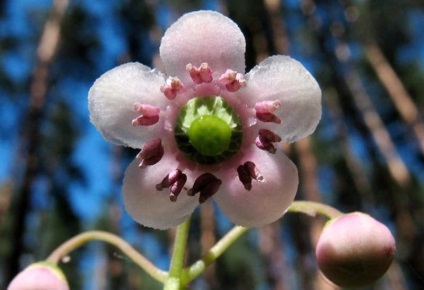 Wintergreen (iarbă umbrelă) descrierea și proprietățile medicinale ale plantei, fotografie