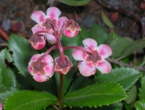 Wintergreen (ernyőfű) leírása és gyógynövény tulajdonságai, fotó