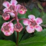 Wintergreen (iarbă umbrelă) descrierea și proprietățile medicinale ale plantei, fotografie