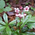 Wintergreen (iarbă umbrelă) descrierea și proprietățile medicinale ale plantei, fotografie