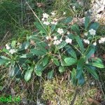 Wintergreen (ernyőfű) leírása és gyógynövény tulajdonságai, fotó