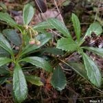 Wintergreen (iarbă umbrelă) descrierea și proprietățile medicinale ale plantei, fotografie