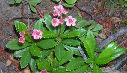 Wintergreen (iarbă umbrelă) descrierea și proprietățile medicinale ale plantei, fotografie