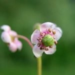 Wintergreen (iarbă umbrelă) descrierea și proprietățile medicinale ale plantei, fotografie