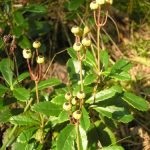 Wintergreen (iarbă umbrelă) descrierea și proprietățile medicinale ale plantei, fotografie