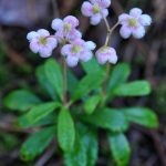 Wintergreen (ernyőfű) leírása és gyógynövény tulajdonságai, fotó