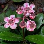 Wintergreen (iarbă umbrelă) descrierea și proprietățile medicinale ale plantei, fotografie