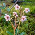 Wintergreen (ernyőfű) leírása és gyógynövény tulajdonságai, fotó