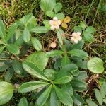 Wintergreen (ernyőfű) leírása és gyógynövény tulajdonságai, fotó