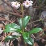 Wintergreen (iarbă umbrelă) descrierea și proprietățile medicinale ale plantei, fotografie
