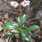 Wintergreen (ernyőfű) leírása és gyógynövény tulajdonságai, fotó