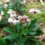 Wintergreen (iarbă umbrelă) descrierea și proprietățile medicinale ale plantei, fotografie